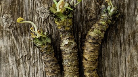 Fersk wasabi fra Island