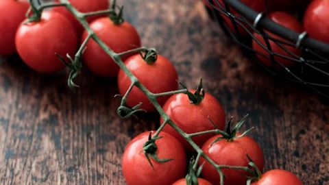 Rivolo tomater fra Stoffels i Belgia