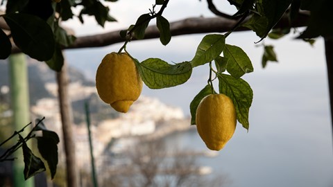 Amalfisitron fra Italia