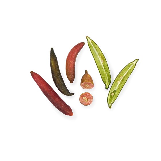 FINGERLIME MIX 15x100 GR