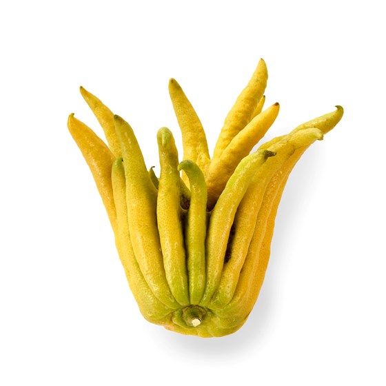 SITRON BUDDHA`S HAND 4 STK