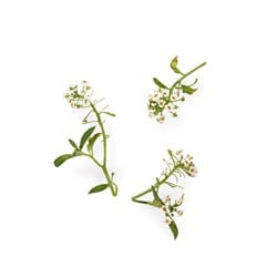 SPISELIG BLOMST ALYSSUM HVIT