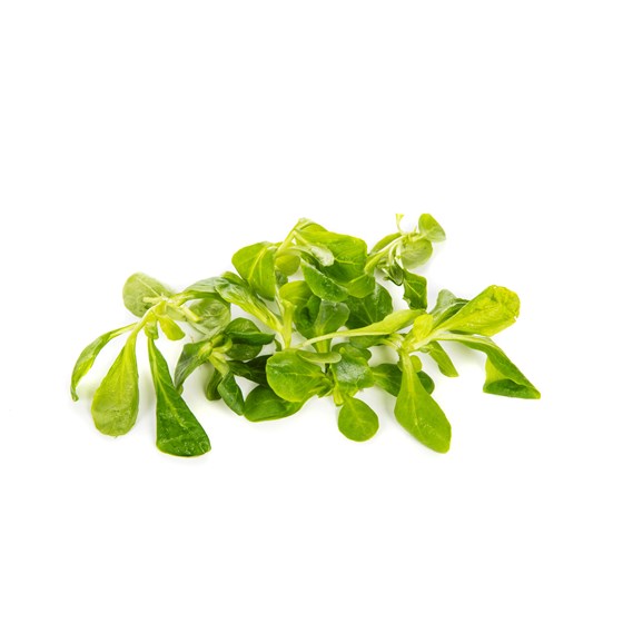 FELD-SALAT 100G