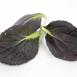 BABYLEAVES TAT SOI PK