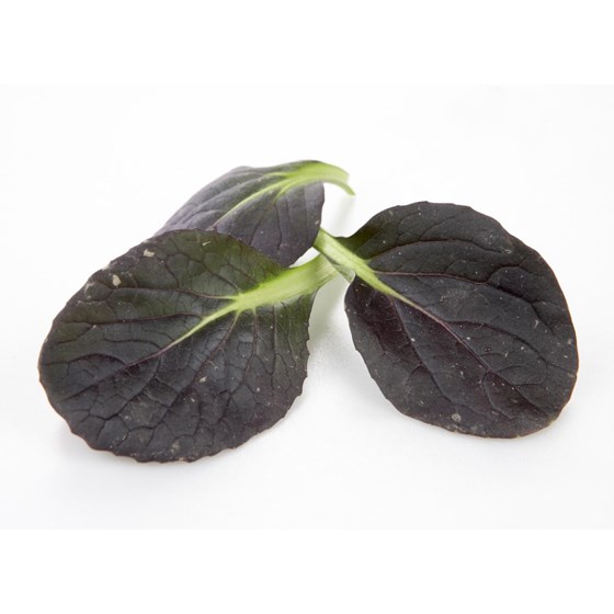 BABYLEAVES TAT SOI PK