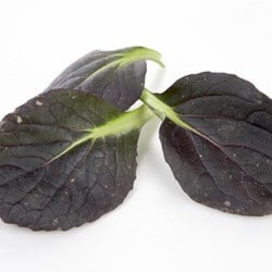 BABYLEAVES TAT SOI PK