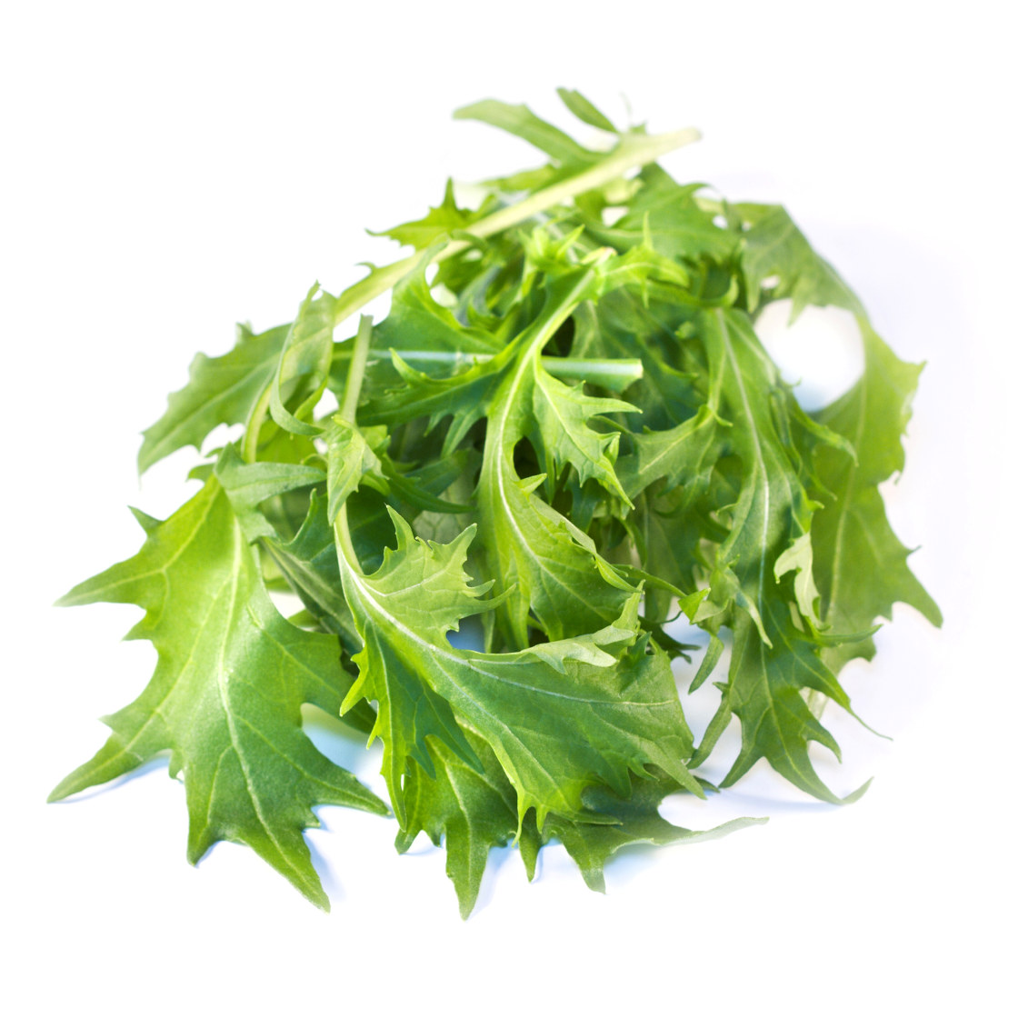 BABY LEAVES MIZUNA PK