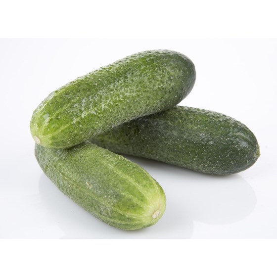 Sylteagurk