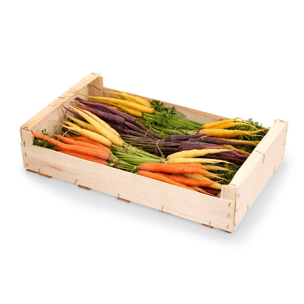 GULROT MINI MULTICOLOR M/BLAD