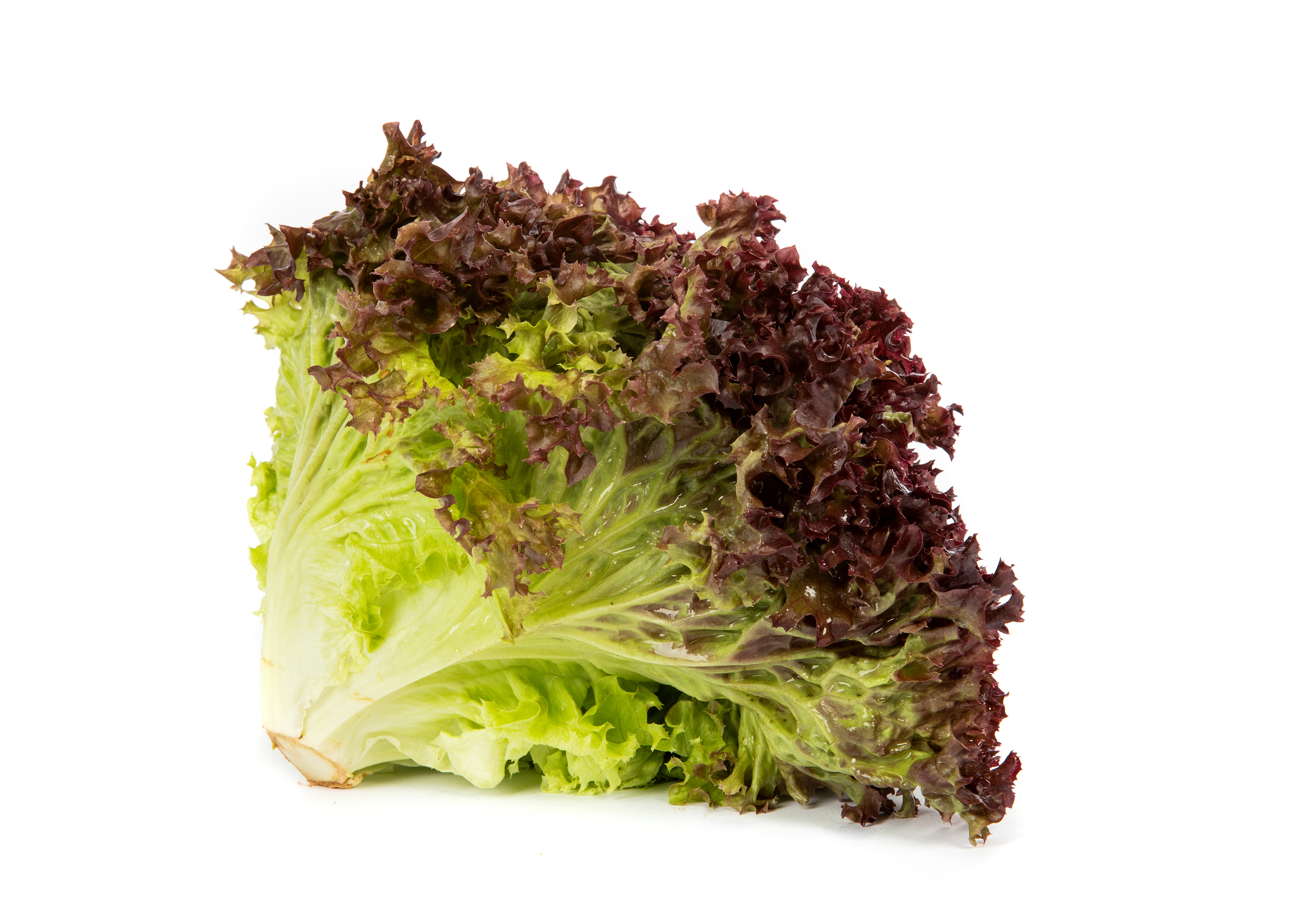 SALAT LOLLO RØD PK 500 GR