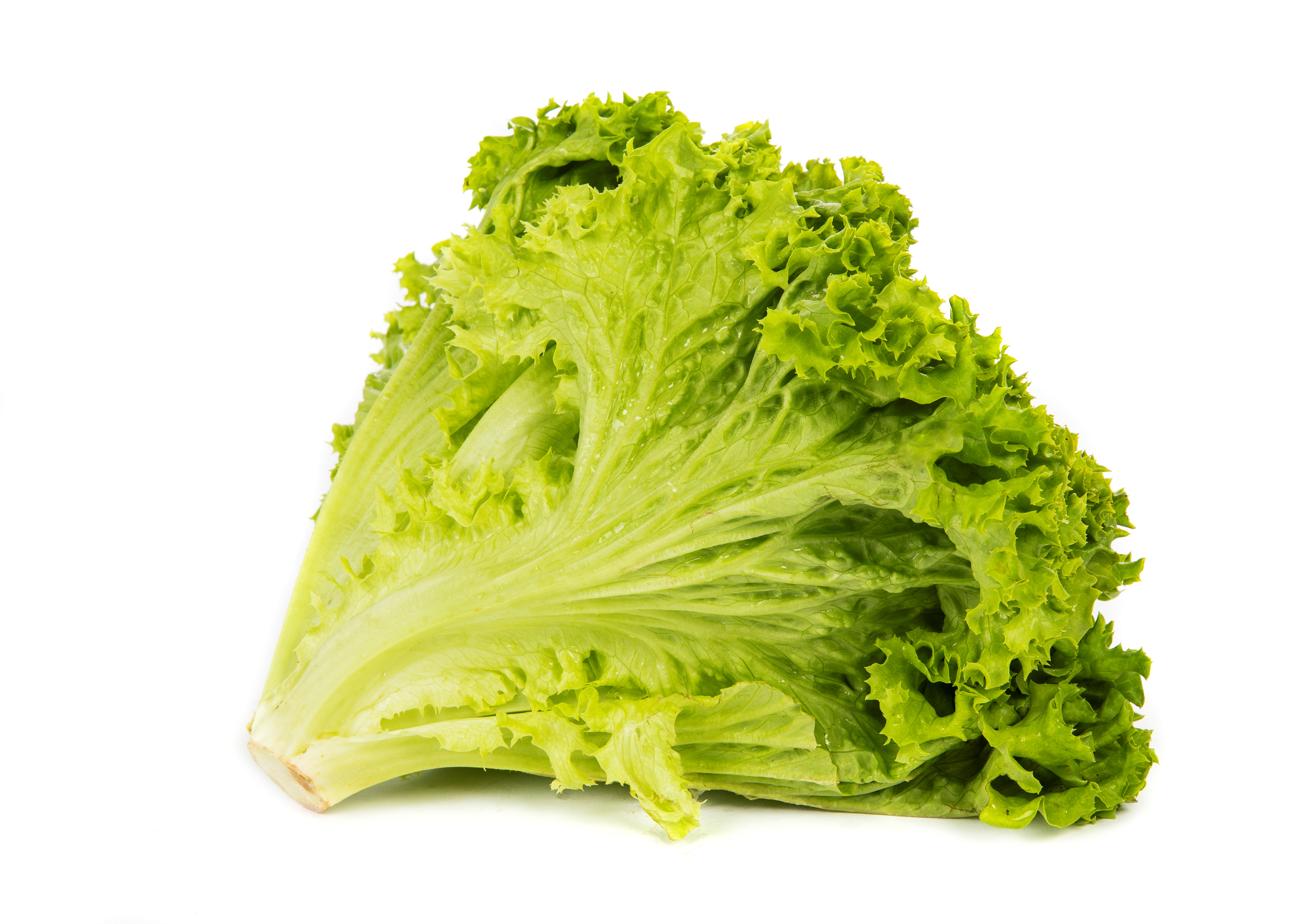 SALAT LOLLO GRØNN PK 500 GR