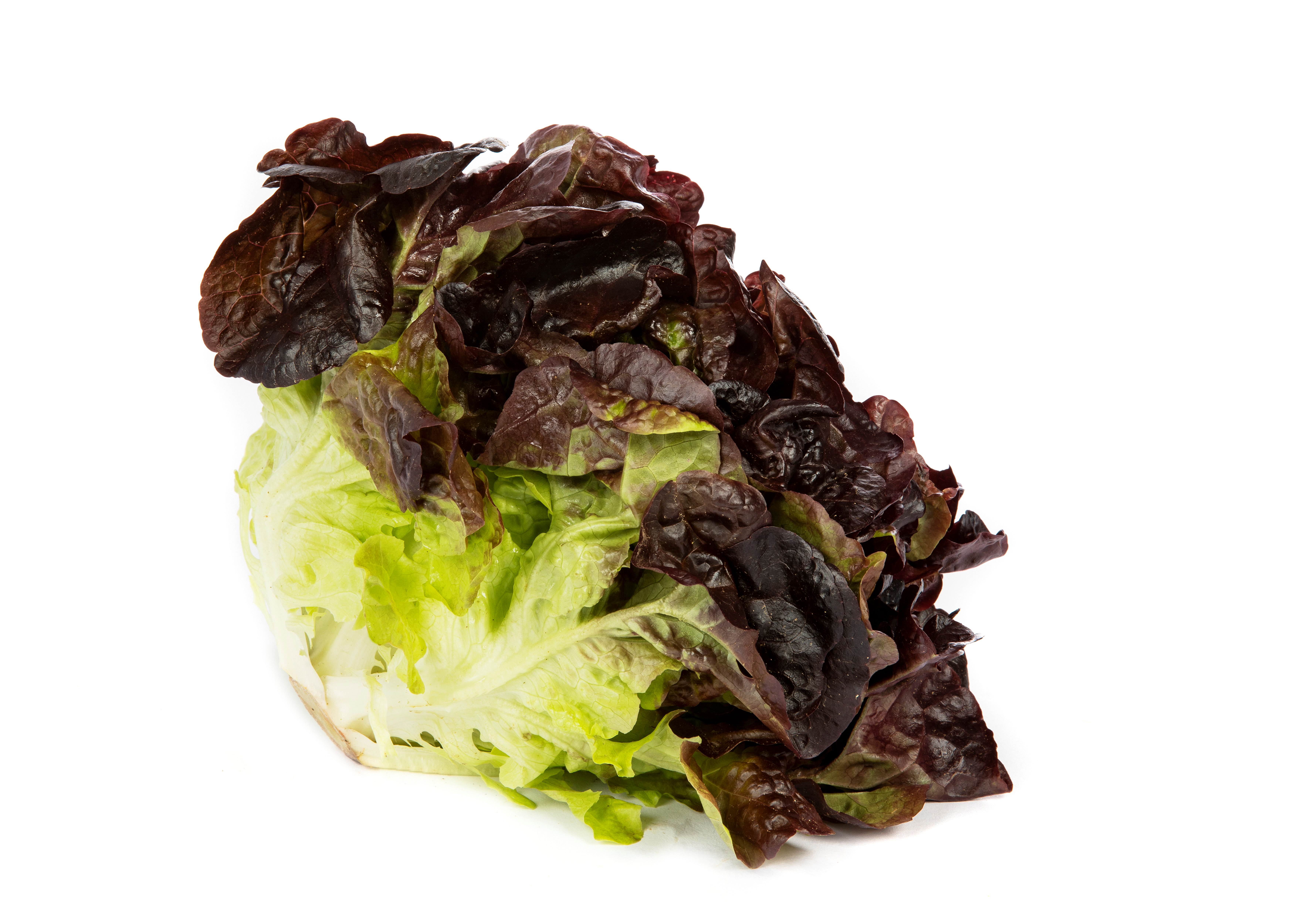 SALAT EKEBLAD RØD PK 500 GR