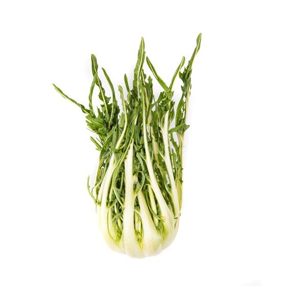 SALAT PUNTARELLA