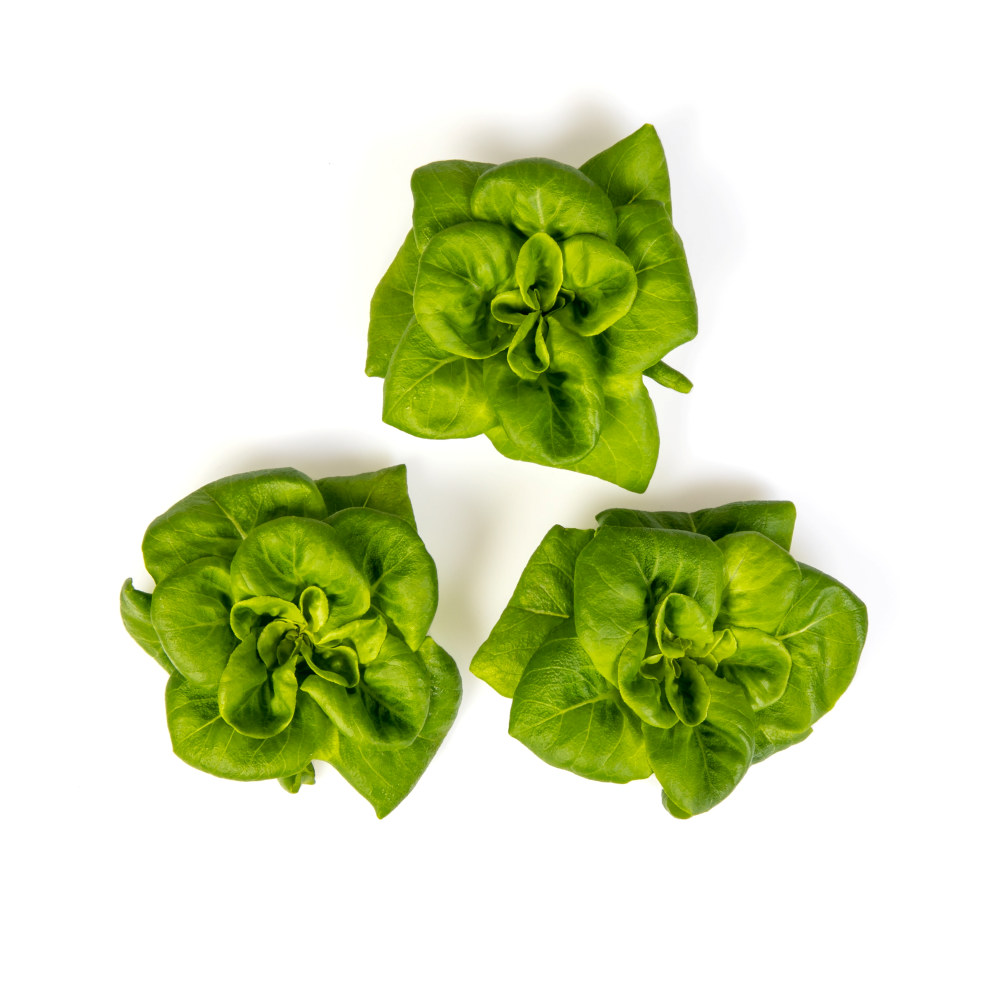 ONNA SALAT BABY BUTTERS
