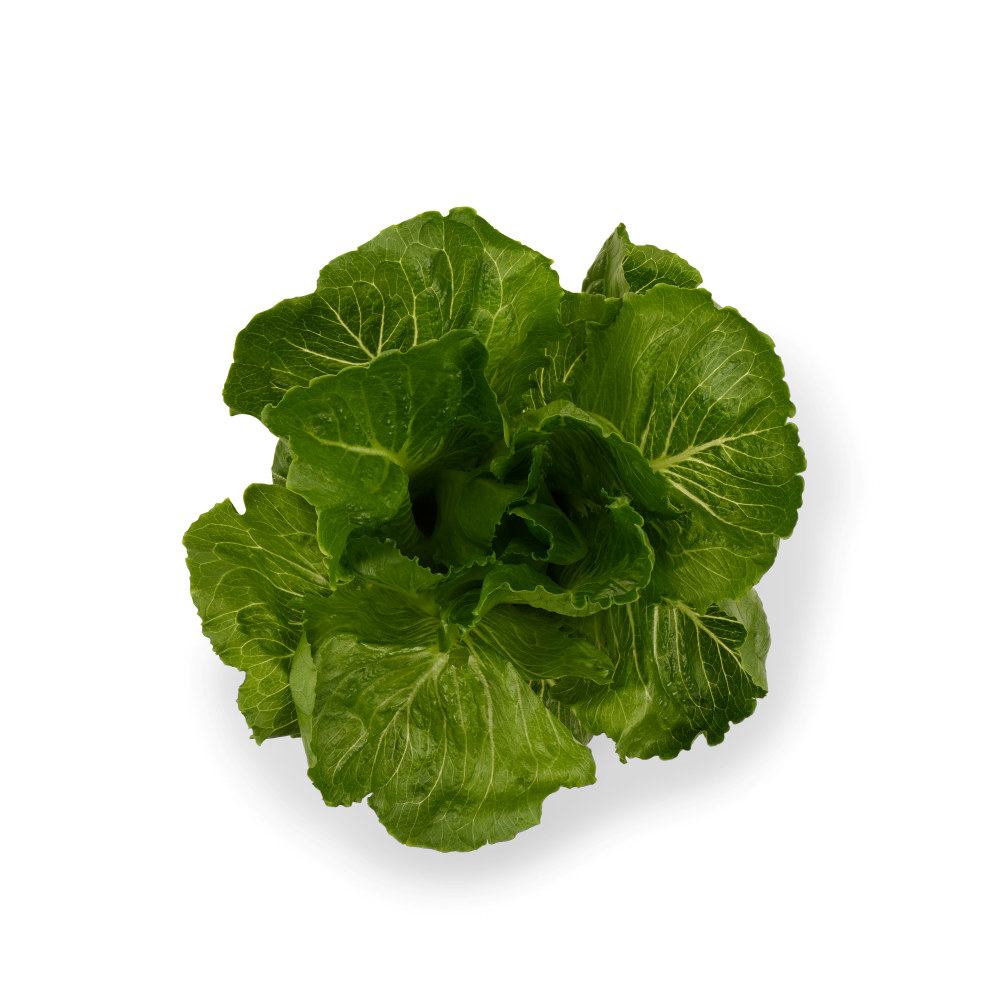 ONNA SALAT ROMEO