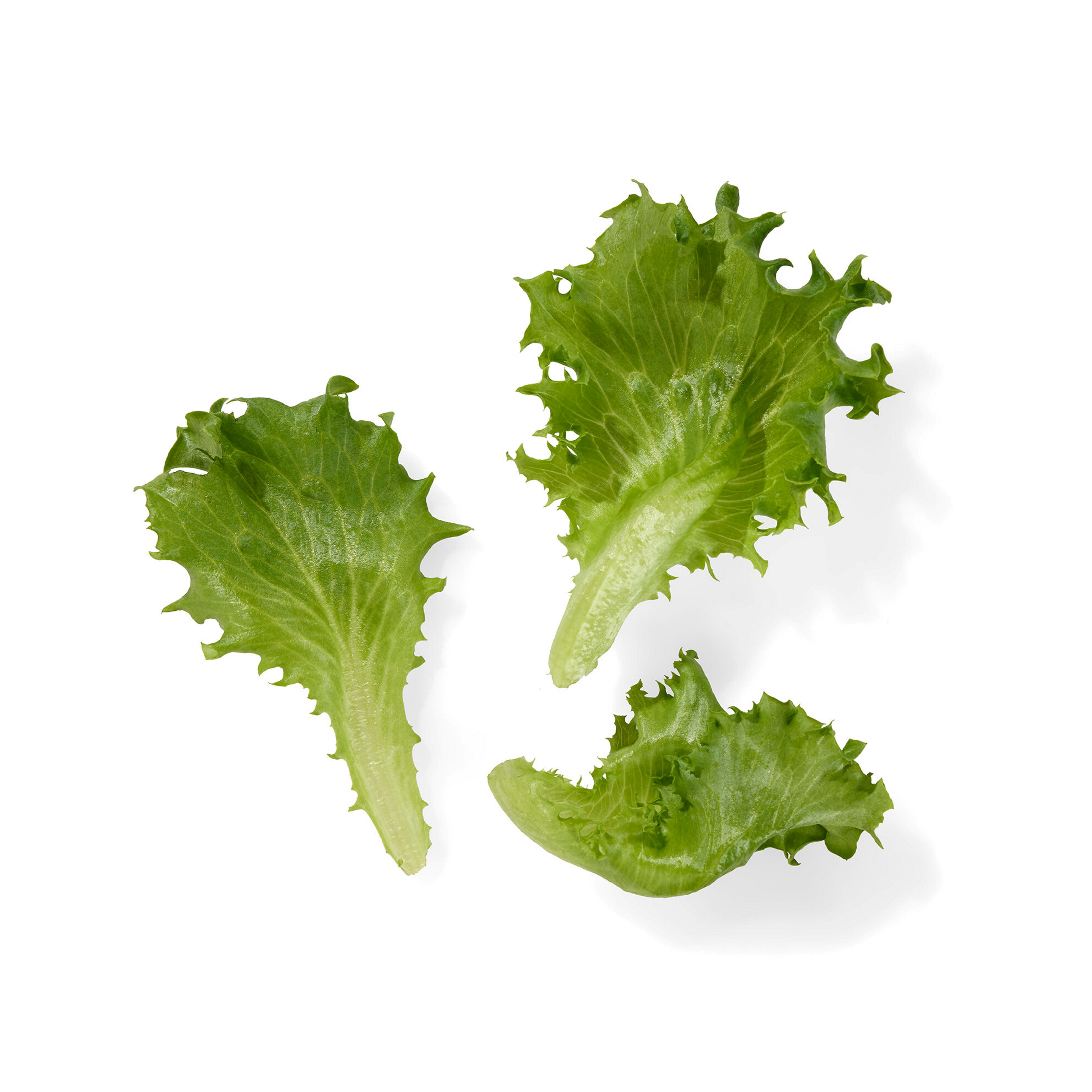 SALAT RENHØSTA B&H GRØN 5x250G   
