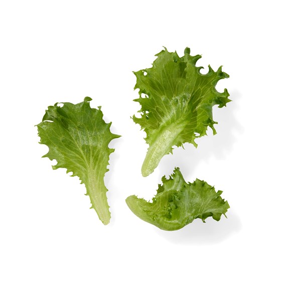 SALAT RENHØSTA B&H GRØN 5x250G   
