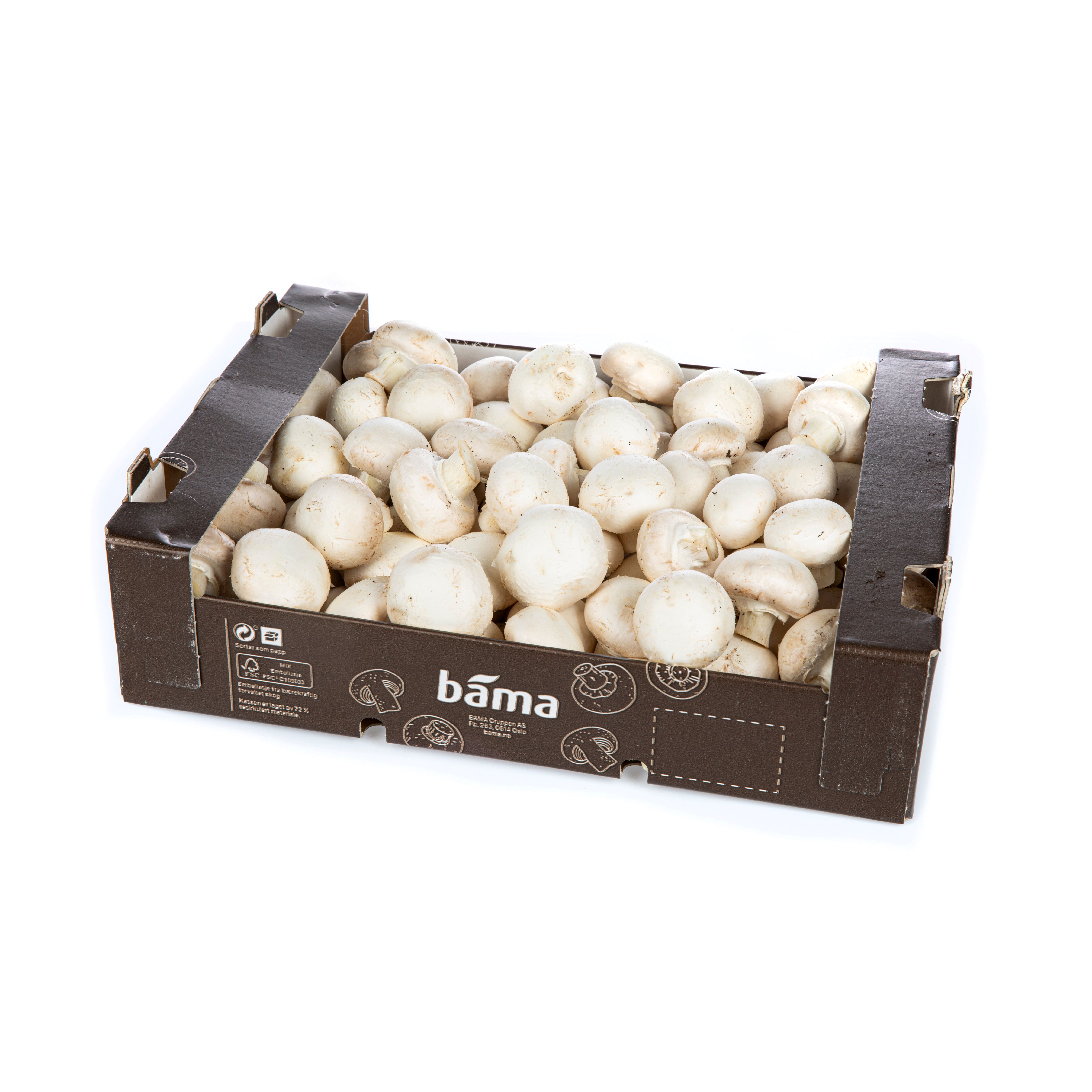 Champignon sopp medium