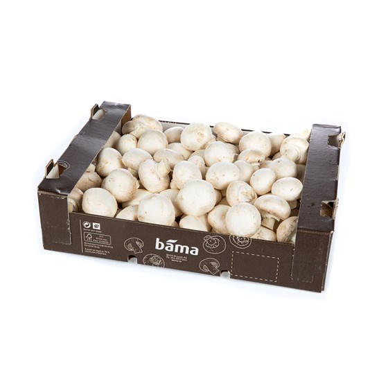 Champignon sopp medium