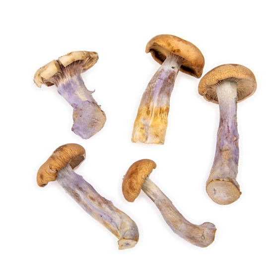 SOPP PIED BLUE 2 KG