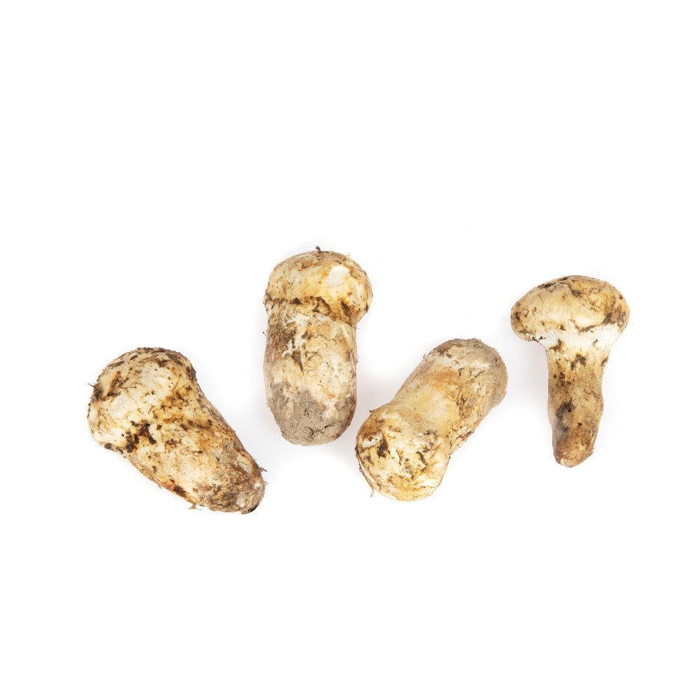 SOPP MATSUTAKE 1 KG