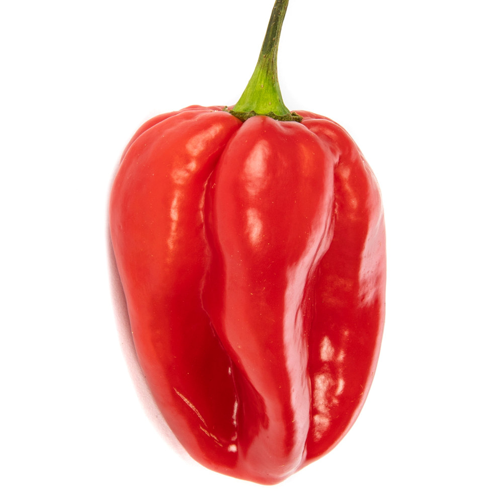 HABANEROS RØD