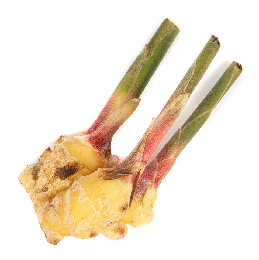 INGEFÆR GALANGAL