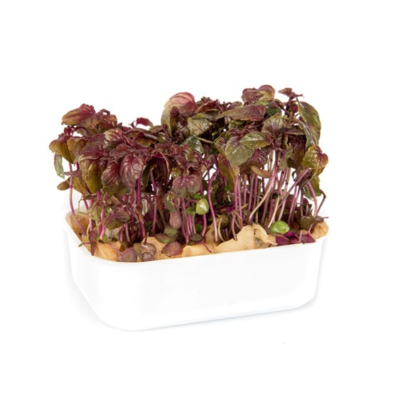 RØD SHISO PK.