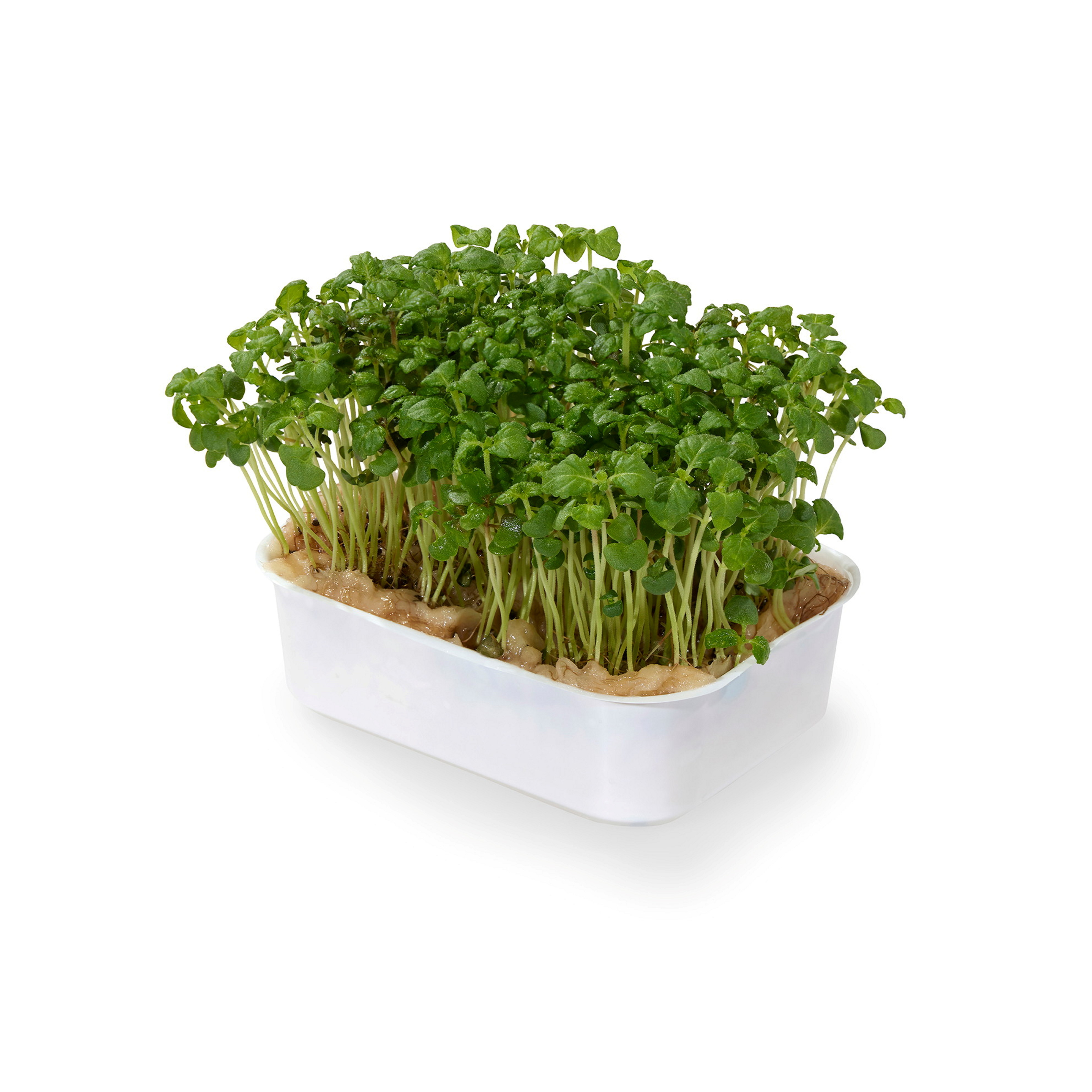 GRØNN SHISO