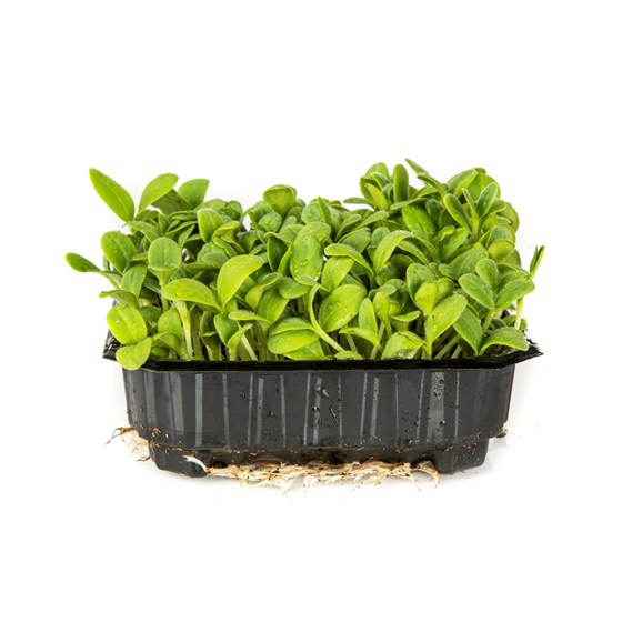 ØSTERSKARSE (BORAGE)
