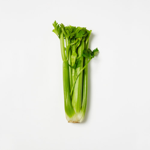 Stangselleri Norsk