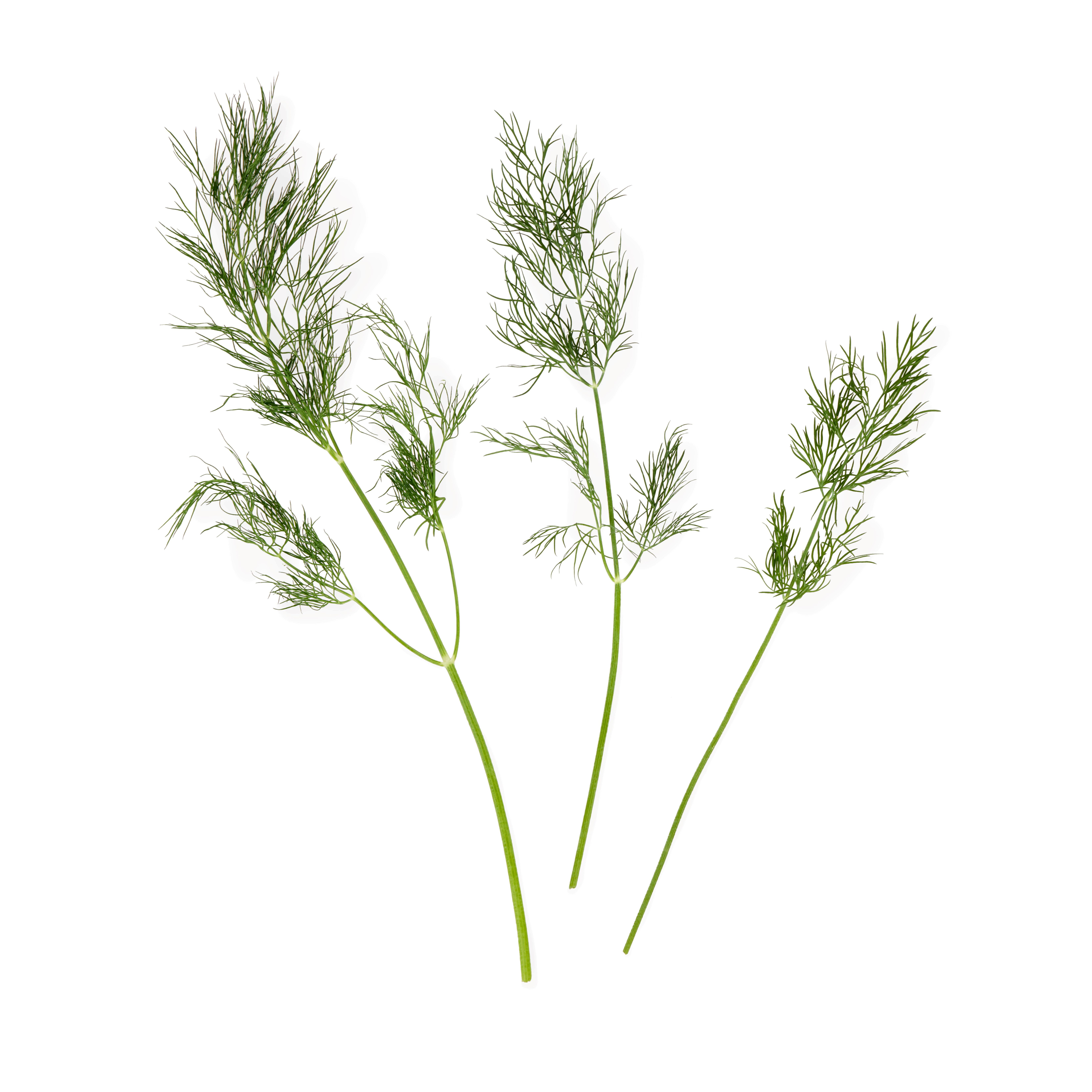Urt dill 200 g bunt