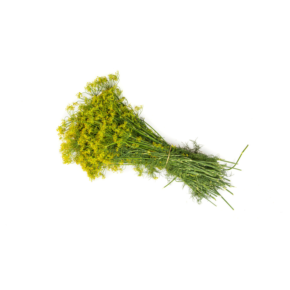 Blomst dill