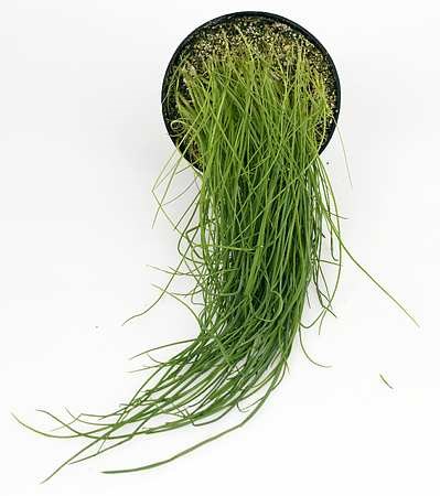 Gressløk 10x100 gram