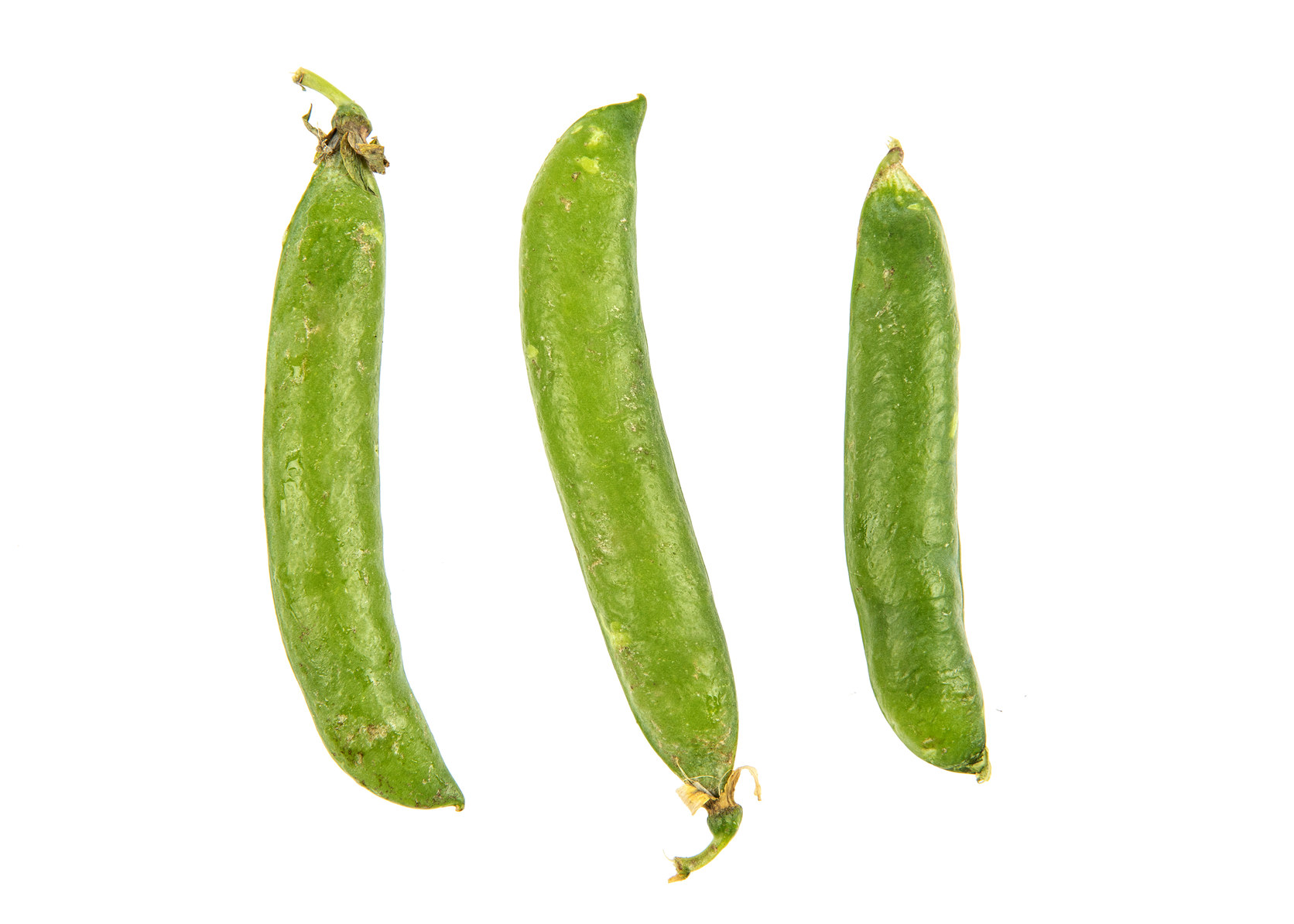 BELGERTER