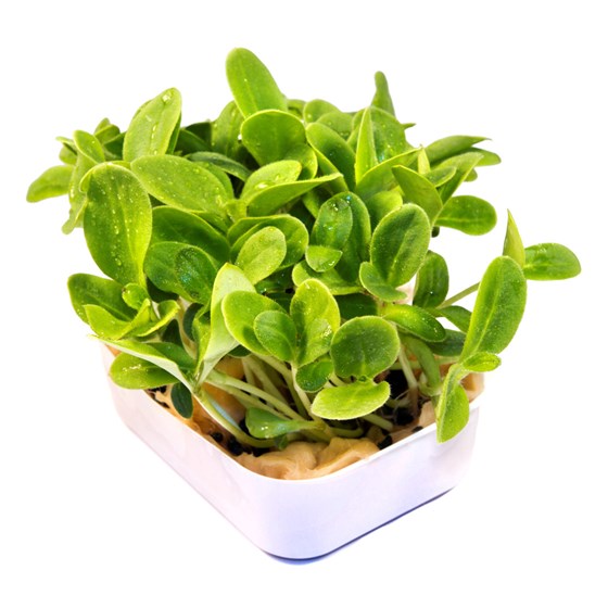 KARSE ØSTERS 6 STK NO