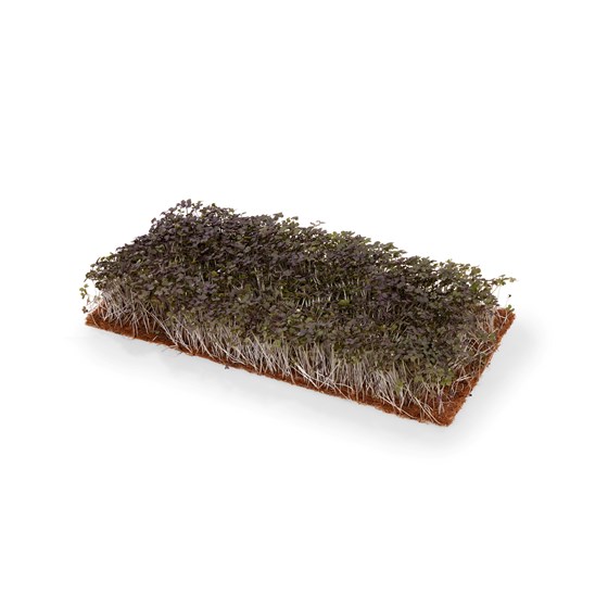 KARSE MIZUMA RØD 1 BRETT NO