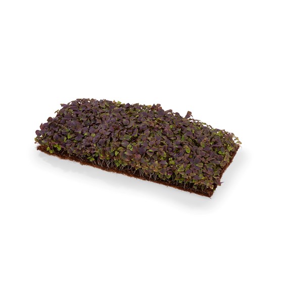 KARSE SHISO RØD 1 BRETT NO