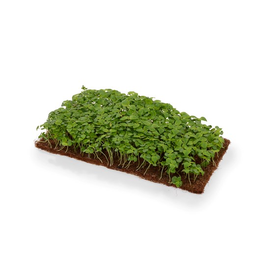KARSE SHISO GRØNN 1 BRETT NO