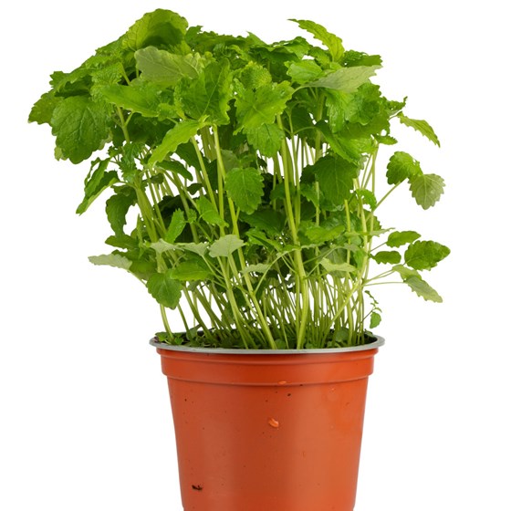 URTE SITRONMELISSE STOR