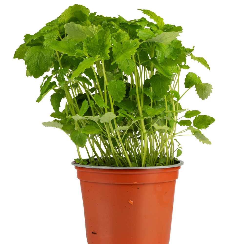 URTE SITRONMELISSE STOR