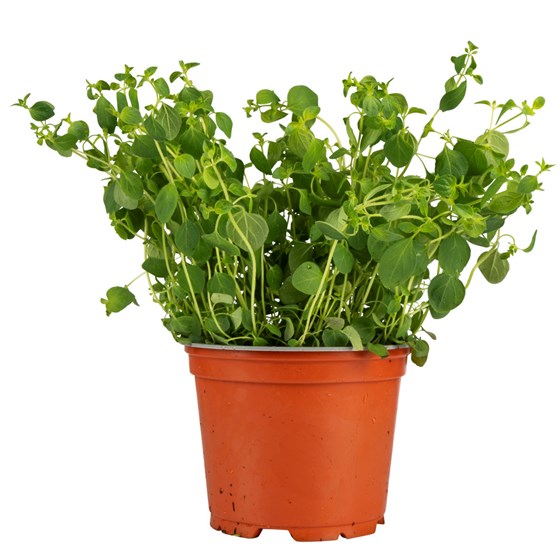 URTE OREGANO STOR