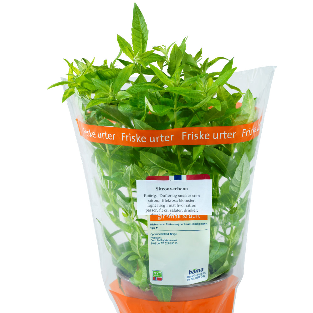 URTE SITRONVERBENA STOR