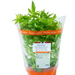 URTE SITRONVERBENA STOR