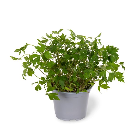 URTE LØPSTIKKE STOR