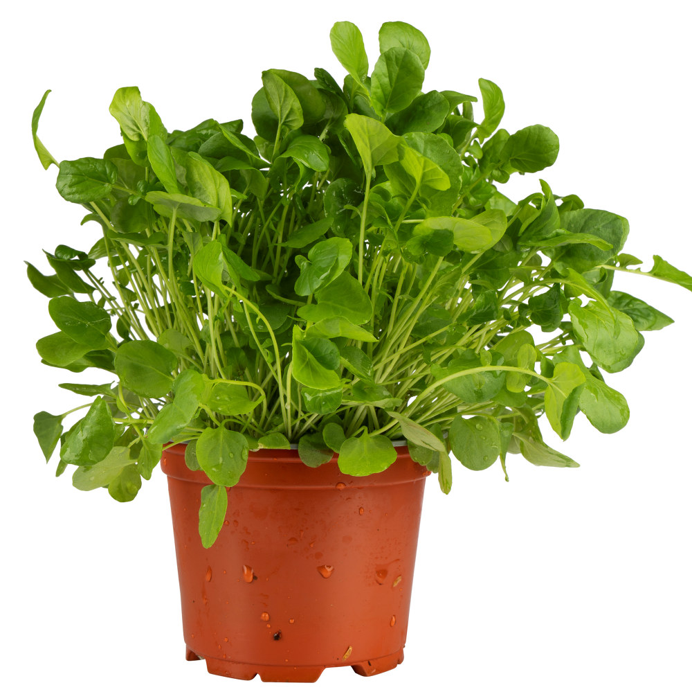 URTE BRØNNKARSE STOR