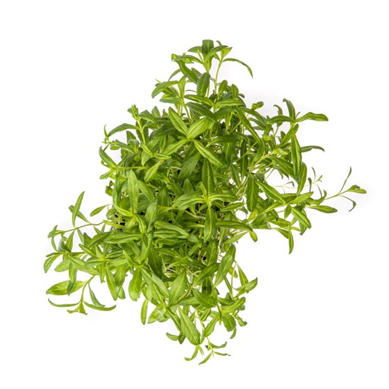 URT FRANSK ESTRAGON 100 GR NO