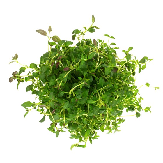 URT TIMIAN 10x100 GR