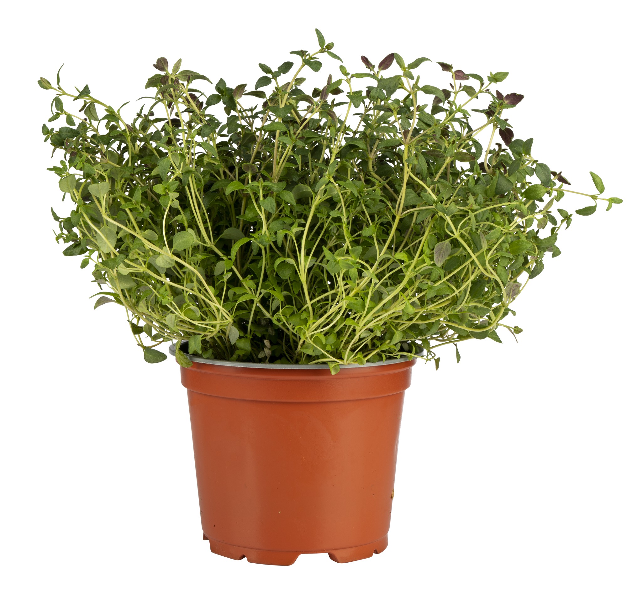 URT HUMMUS LEAVES 4x130 GR