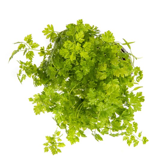 KJØRVEL IMPORT 100 GR